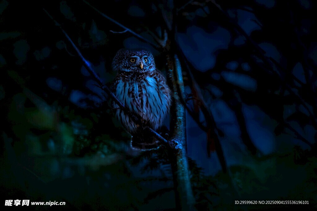 暗夜中的神秘猫头鹰