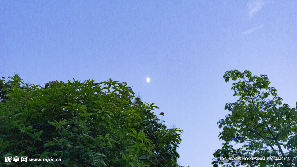 蓝天绿树间的清新景致