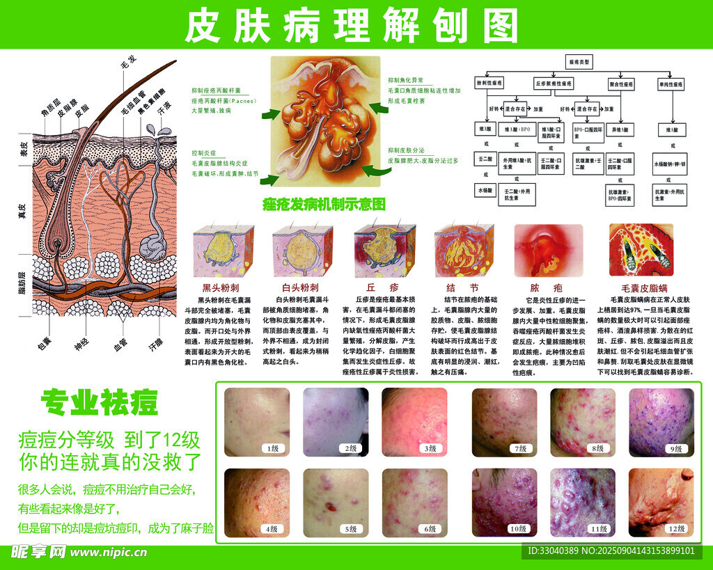皮肤病理解剖图