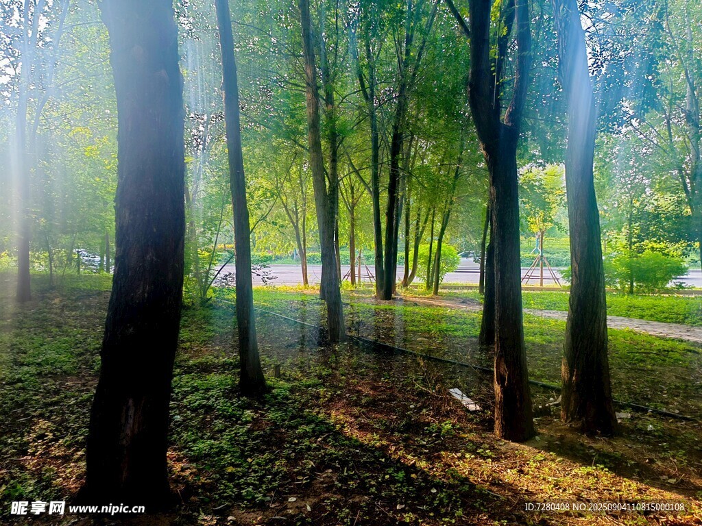 阳光洒落林间的静谧美景