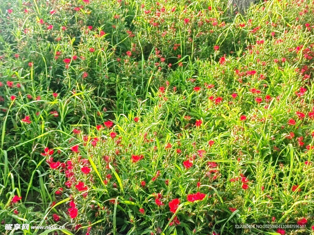 繁花绿野中的绚烂景致