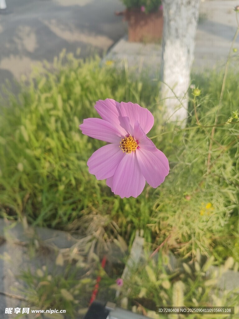 娇艳粉色小花绽放草丛
