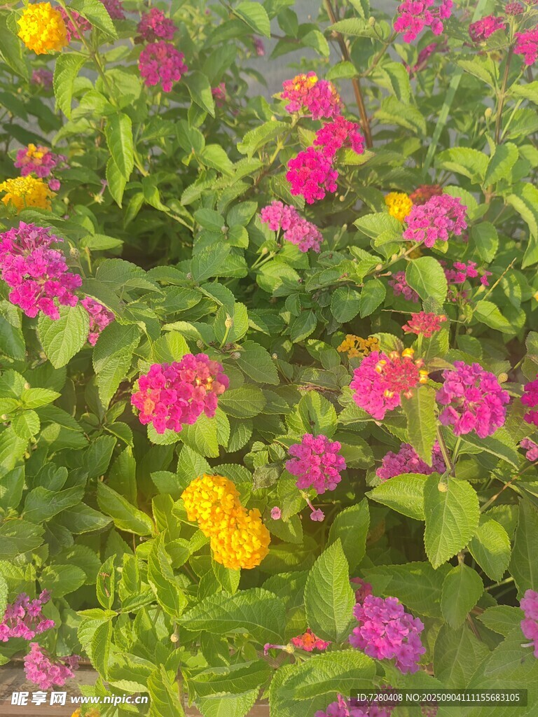 多彩花丛绽放绚烂色彩