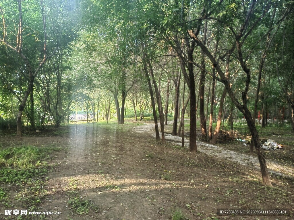 林间小道阳光洒落的静谧处