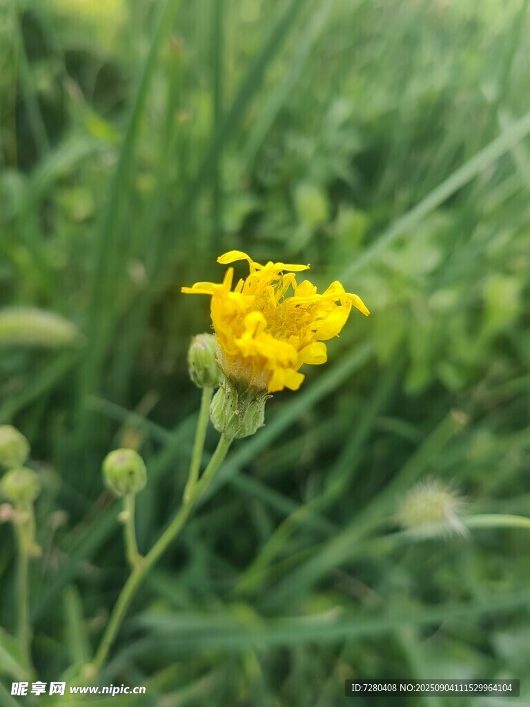田野中的黄色小花