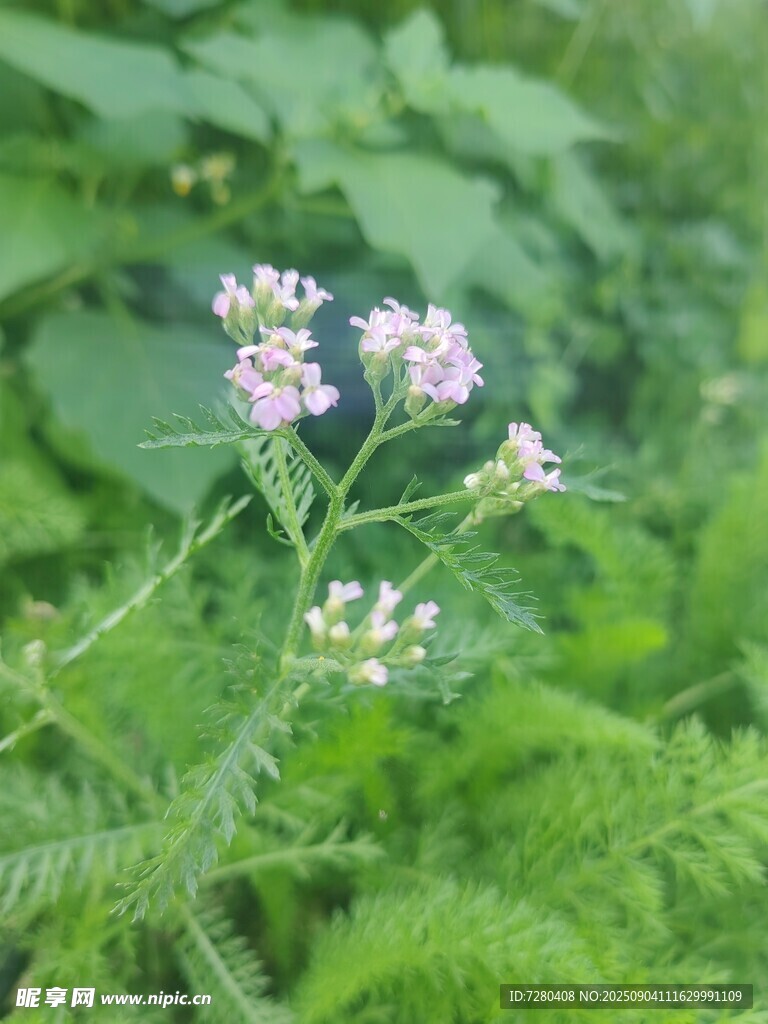 野外绽放的清新小花