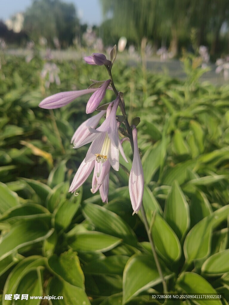 紫色小花绽放于绿叶间