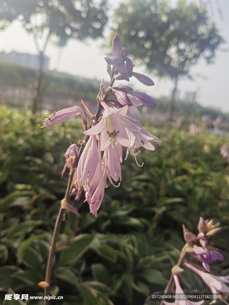 绽放的粉色花朵