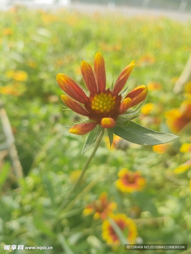 田野中绽放的艳丽花朵