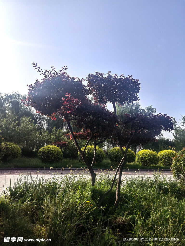 阳光下的多彩树木与绿植