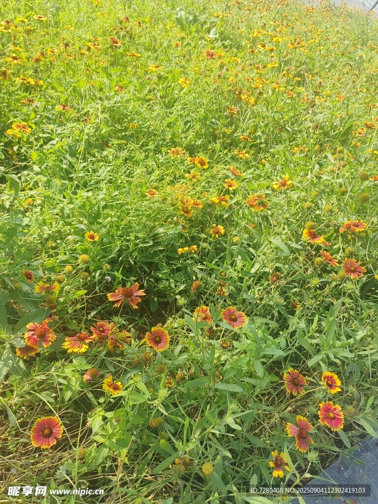 路边盛放的多彩野花