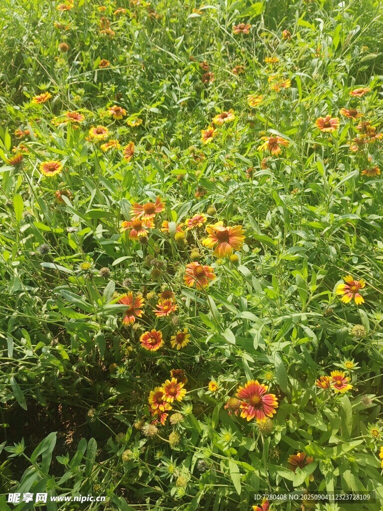 多彩花丛中的美丽花卉