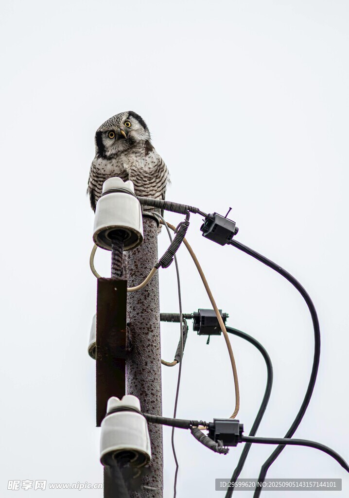 电杆上的猫头鹰