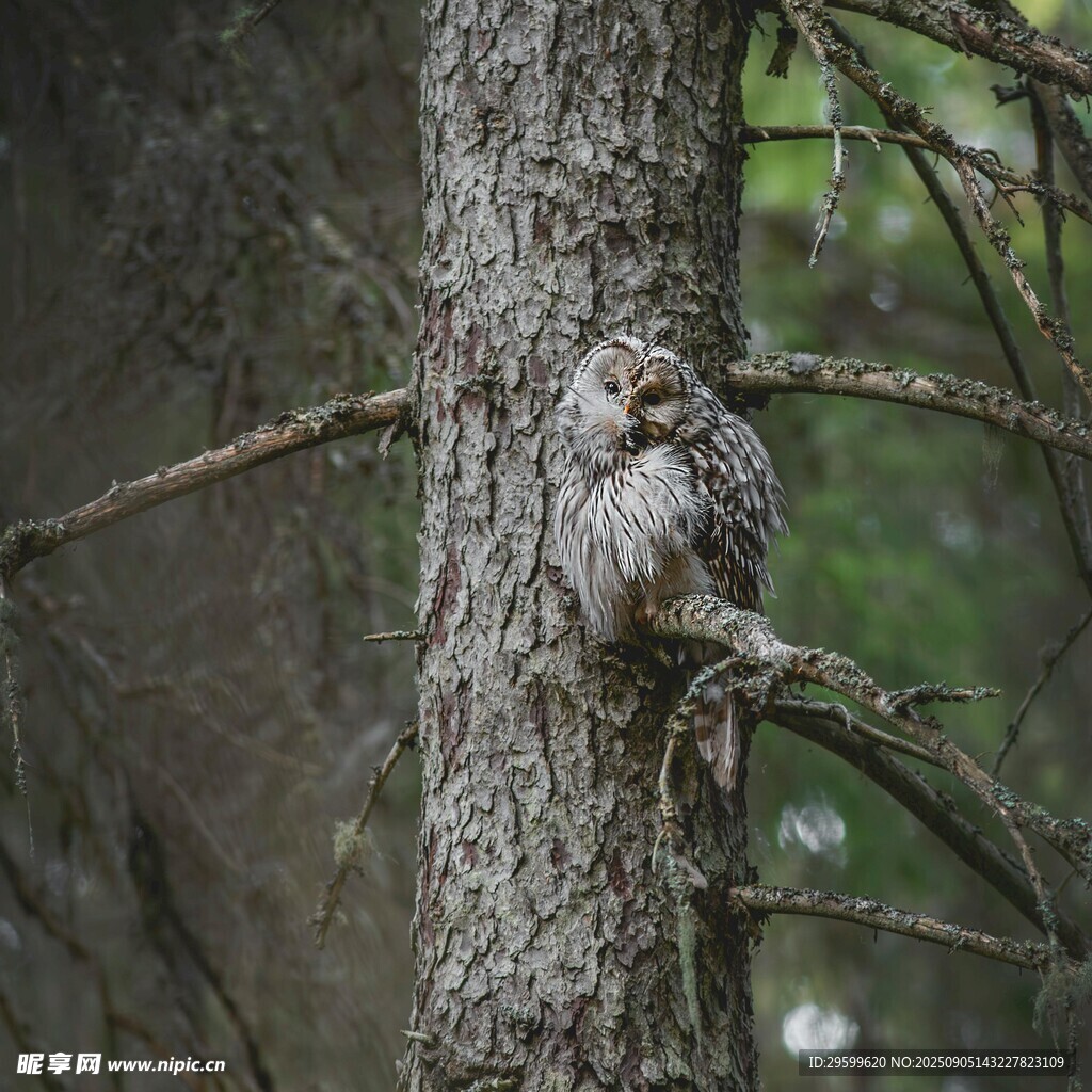 树干上栖息的猫头鹰
