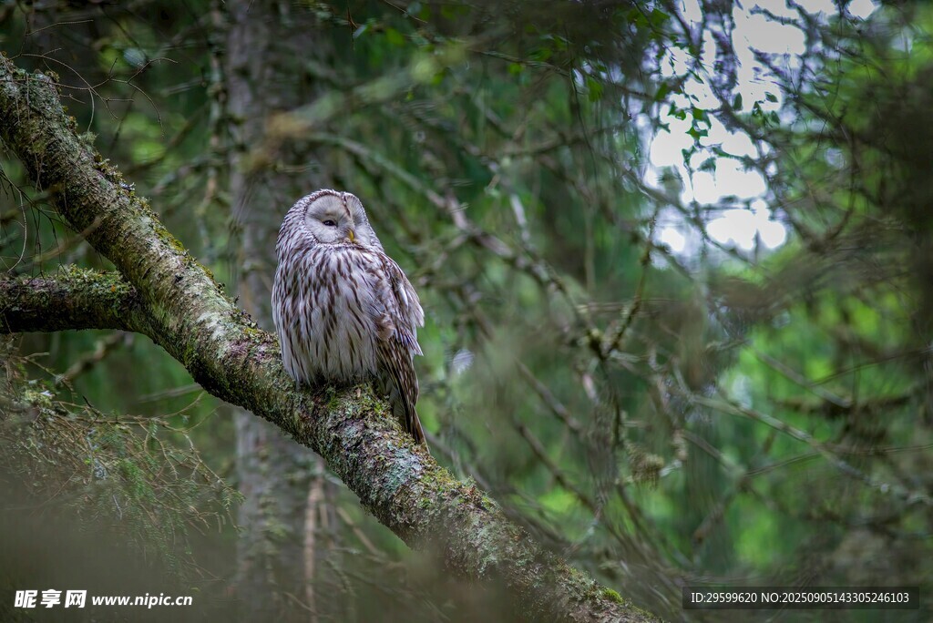 树枝上的猫头鹰