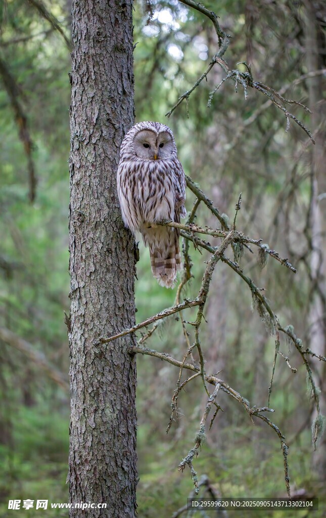林间栖息的猫头鹰