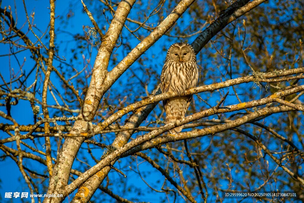 枝头栖息的猫头鹰
