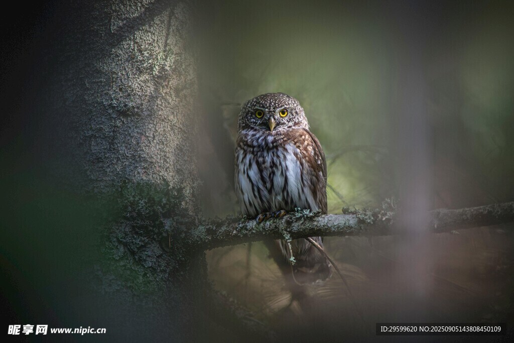 树枝上的可爱猫头鹰