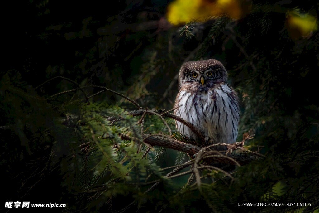 树枝上的猫头鹰
