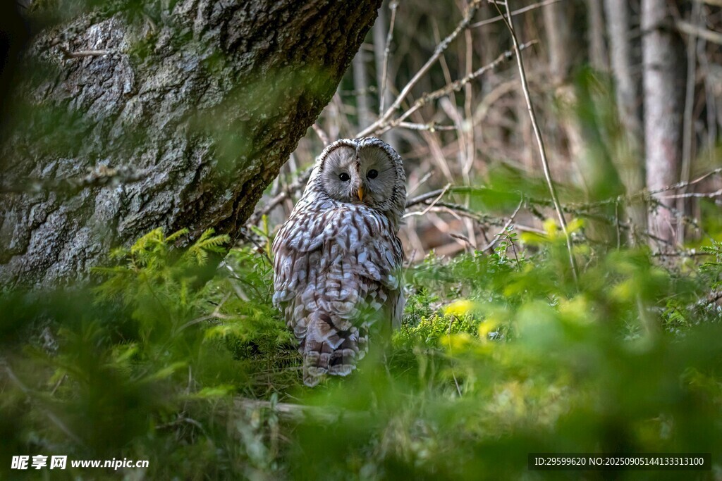 林间的猫头鹰