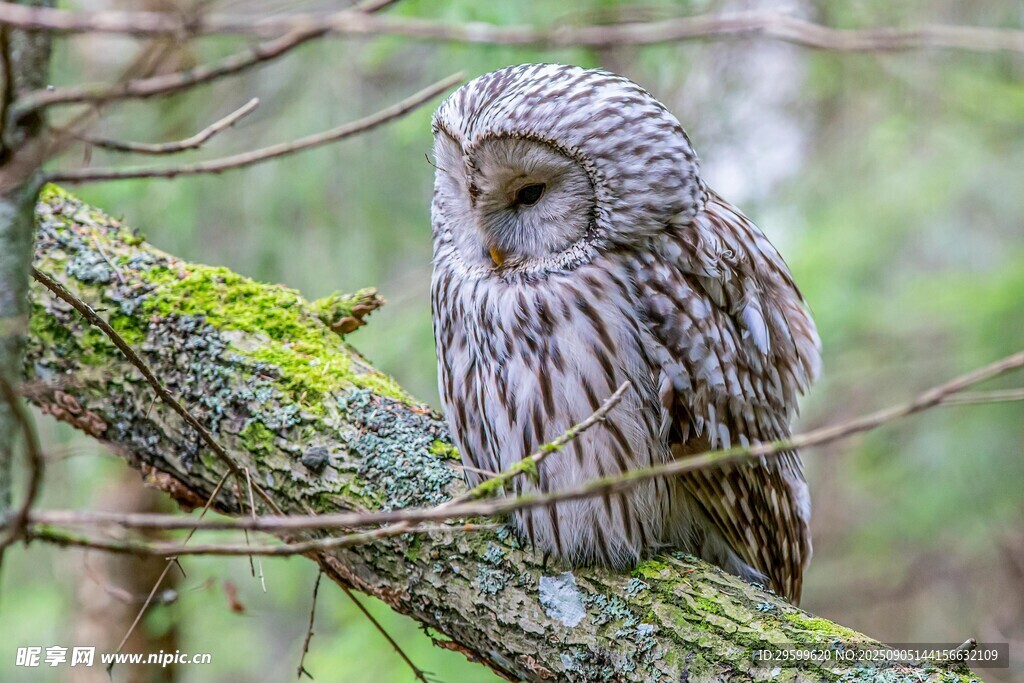 栖息枝头的灰林鸮