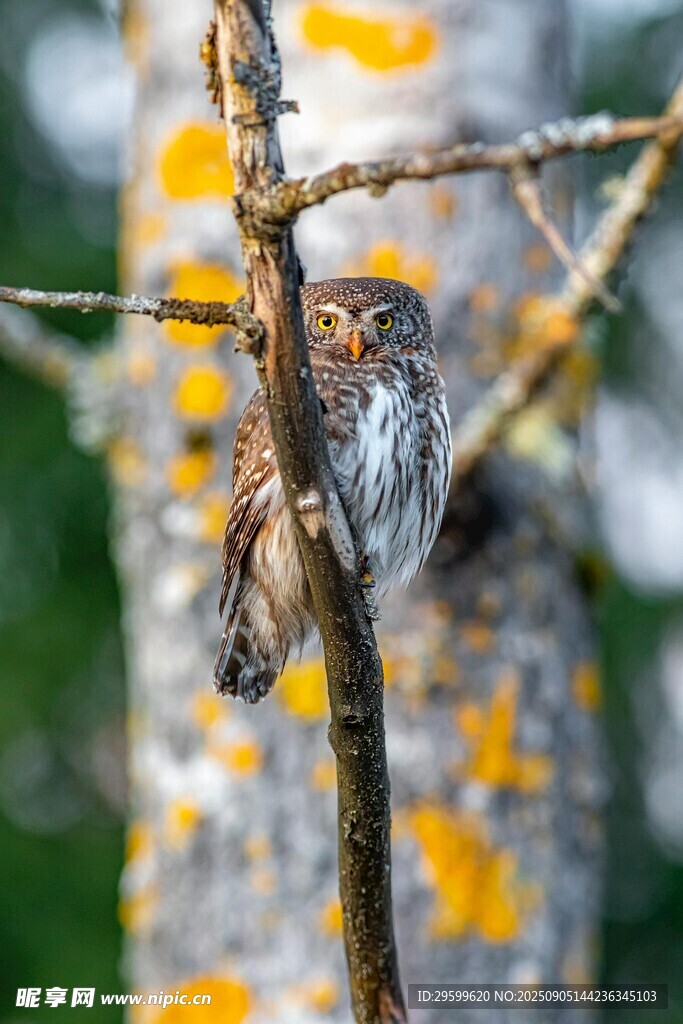 枝头栖息的小鸟