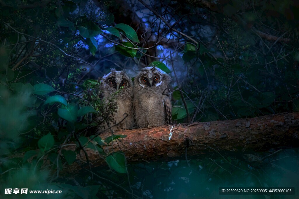 森林中栖息的神秘猫头鹰