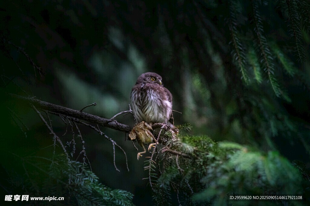 枝头栖息的可爱小鸟