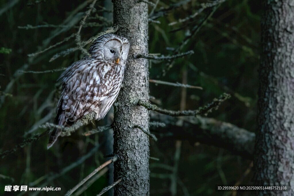 栖息于树枝的灰羽猫头鹰