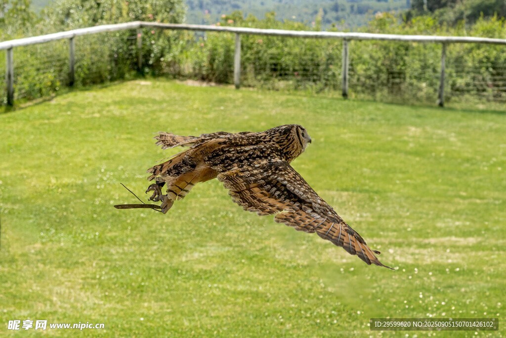 草地上展翅飞翔的猫头鹰
