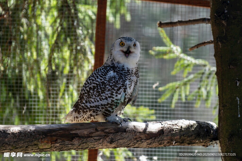 树枝上的可爱猫头鹰