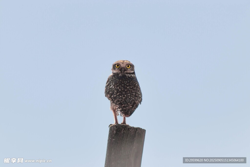 站在木桩上的猫头鹰