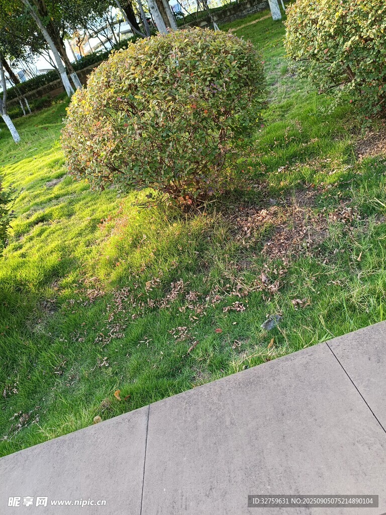 路边绿意盎然的球形灌木