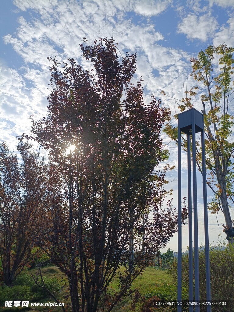 阳光下的树木与高耸灯柱
