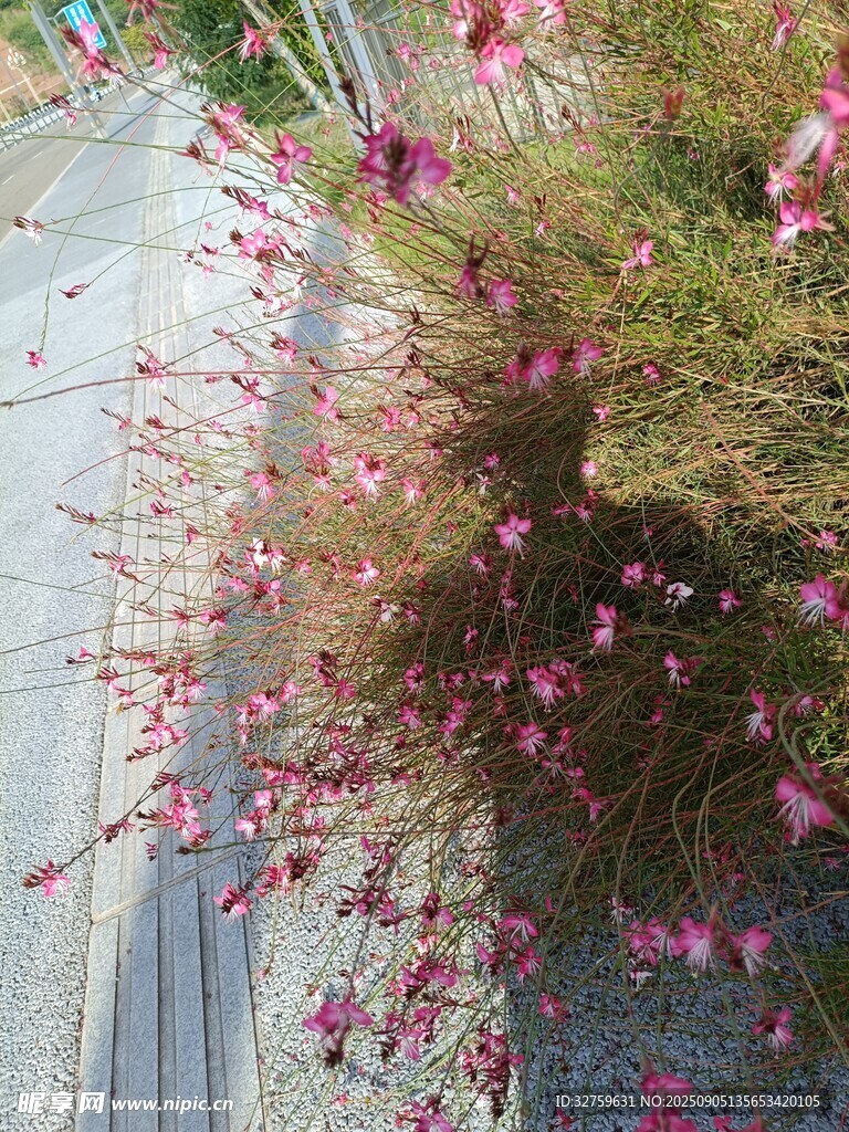 路边绽放的粉色美丽小花