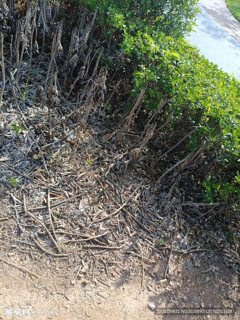 路边绿植下的根系景观