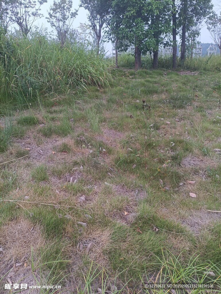 野外草地与树木景观