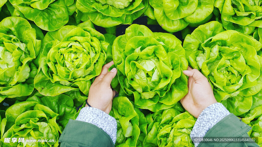 手捧新鲜生菜