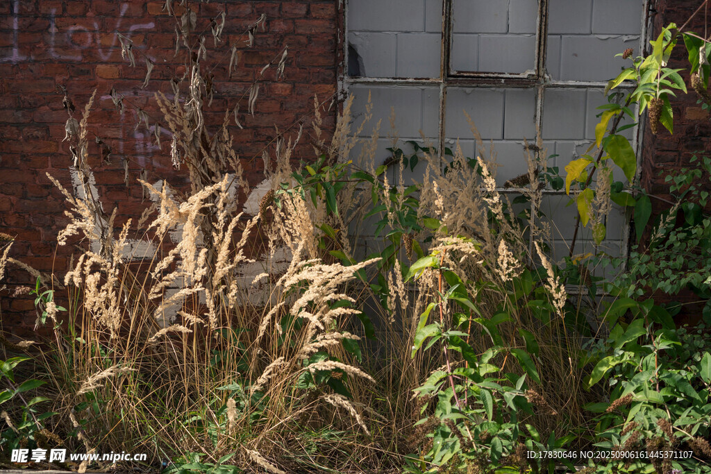 墙边的金黄野草与绿植