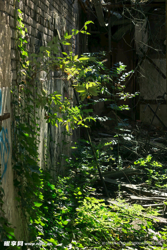 废弃建筑中的绿植景观