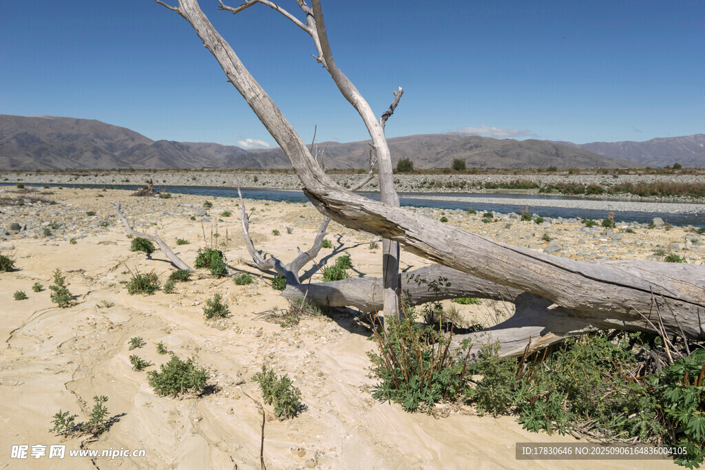 沙漠中枯木与稀疏绿植