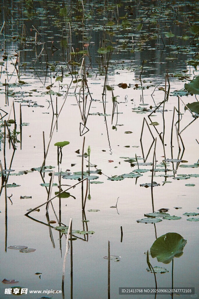 荷塘残荷景象