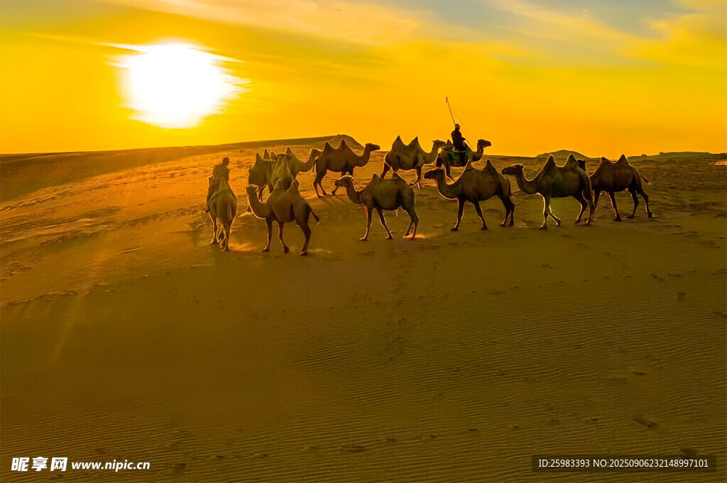 沙漠驼队
