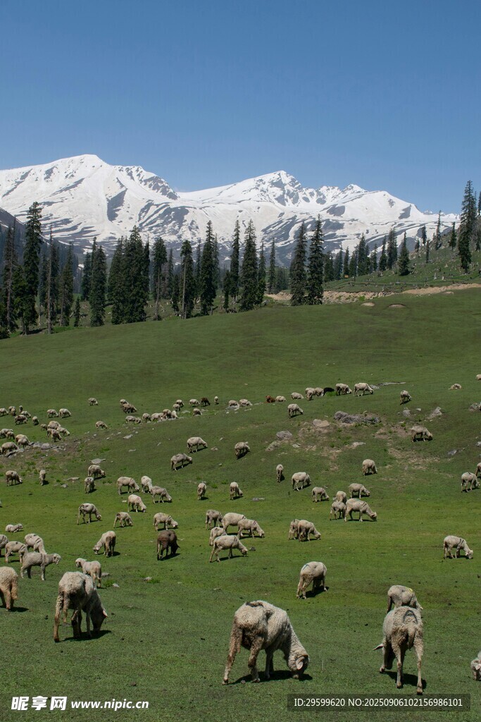 草原羊群与远处雪山美景