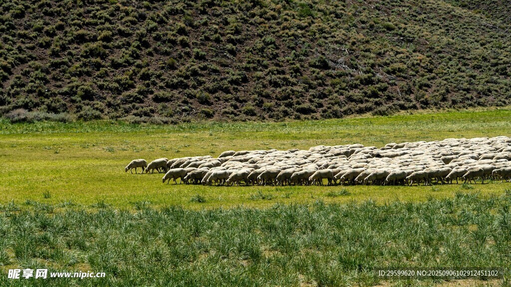 草原羊群 