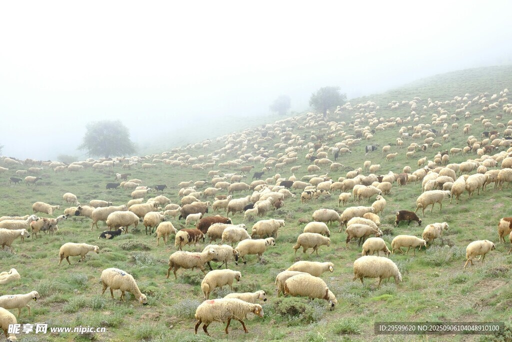 雾中草原上的羊群