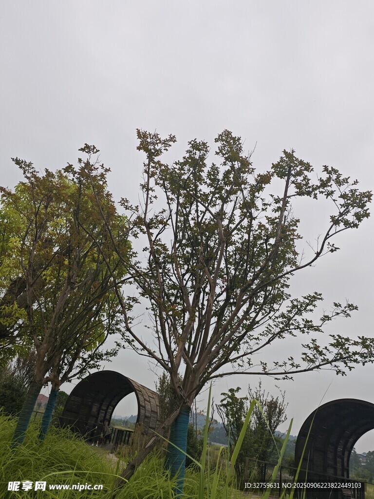 户外树木与拱形设施景观