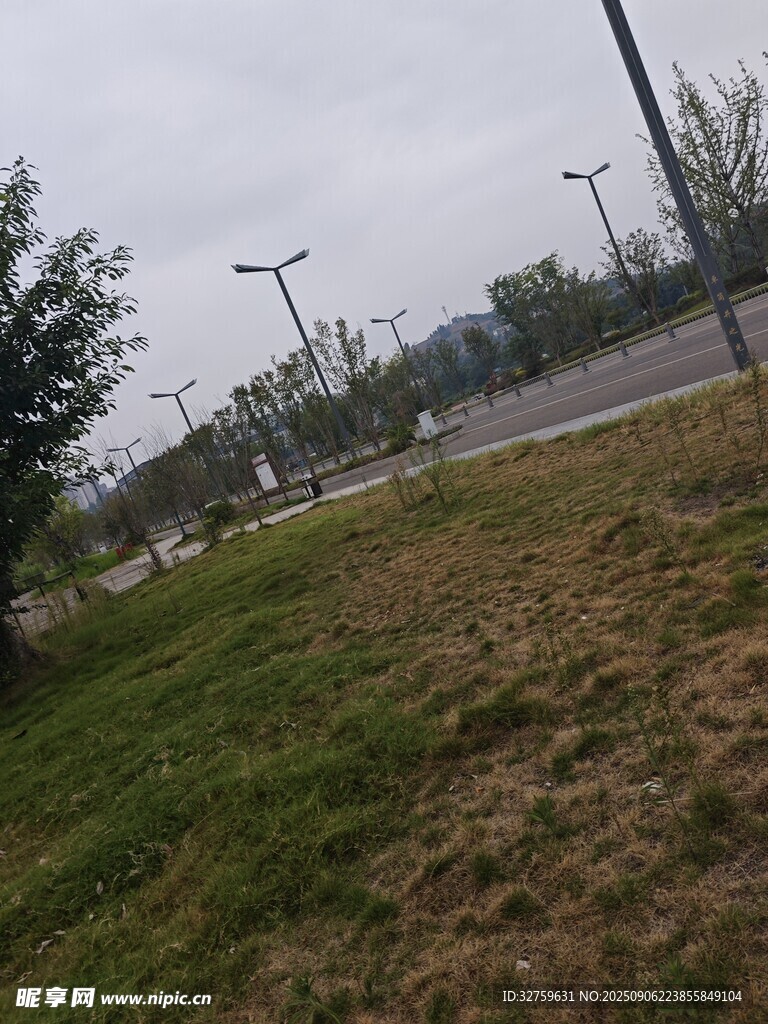 户外道路旁的草地景象