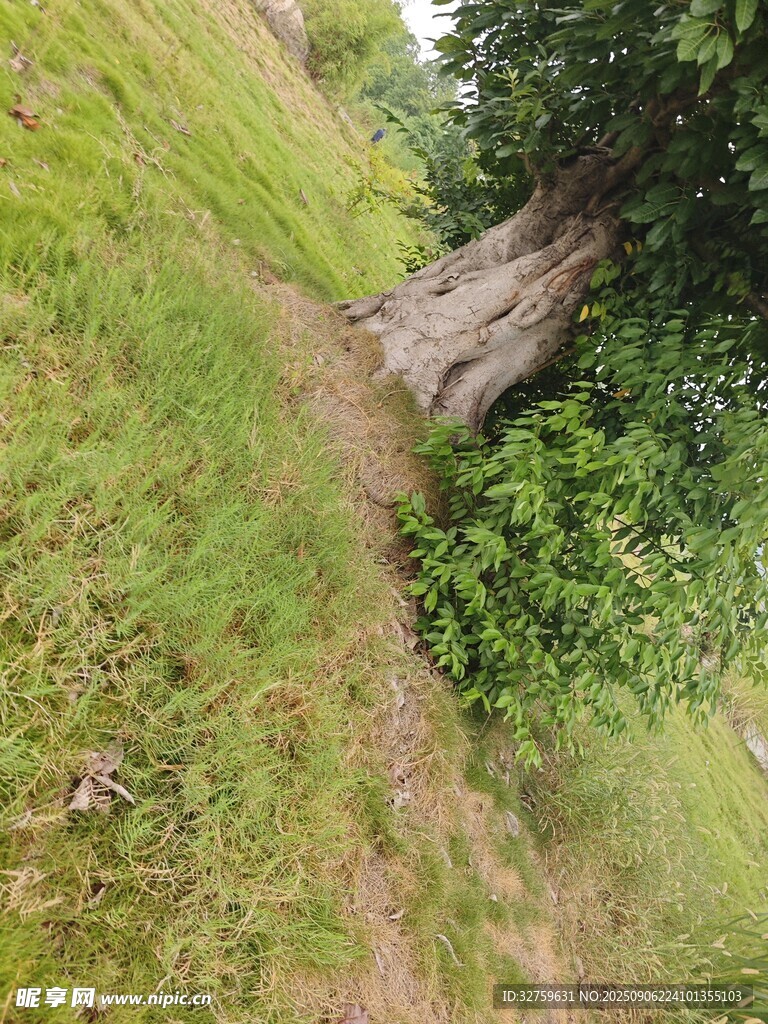 山间倾斜老树与繁茂植被