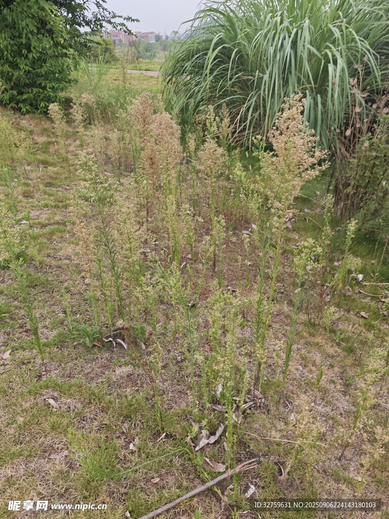 野外杂草丛生的自然景象